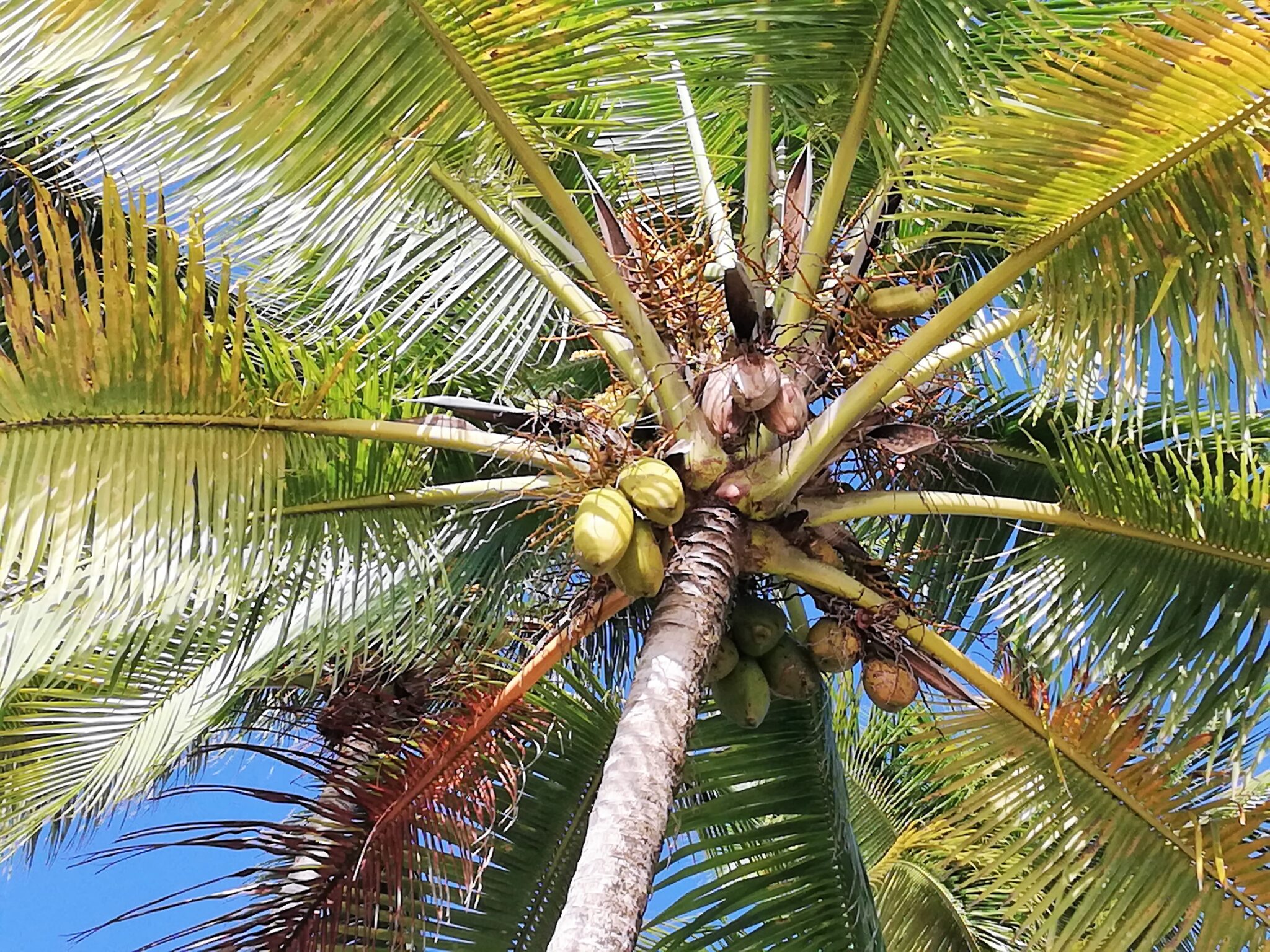 Quel est l’impact du réchauffement climatique sur la Guadeloupe ?